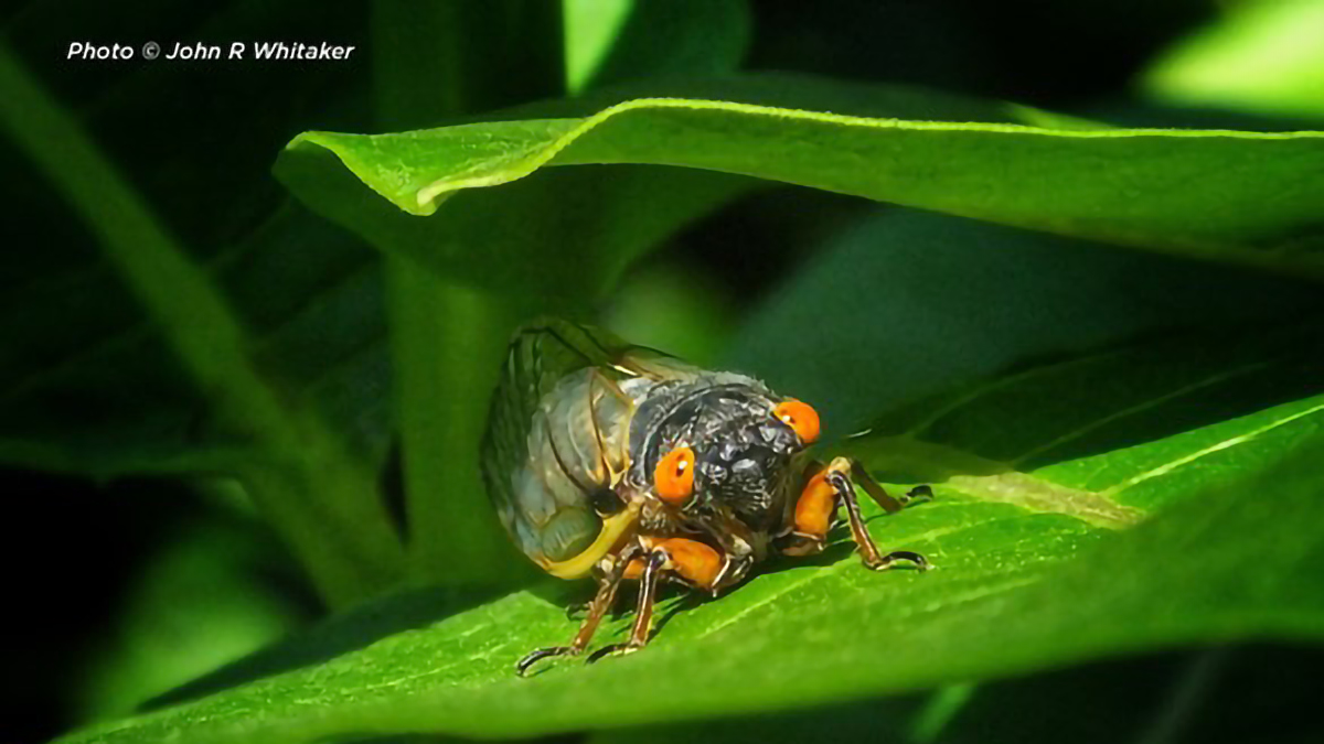 Hikin' Tykes Cicadas at Edward L. Ryerson Education Center